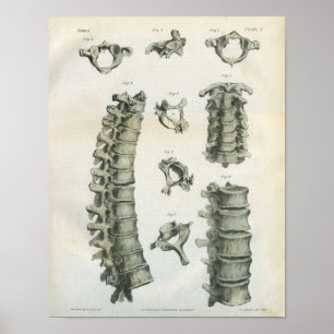 Zervikale und Brust- Dorn-Chiropraktik Poster