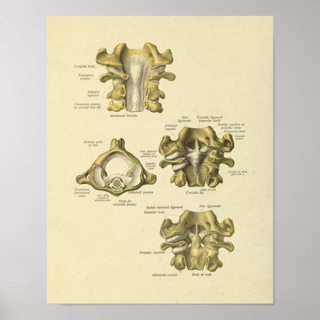Zervikale Wirbelsäulenanatomie Wirbelknochen druck Poster (Vorne)