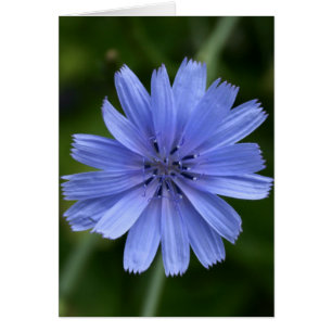 Zichorie-Blume