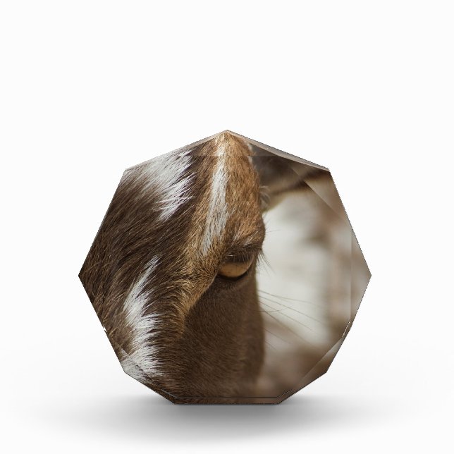 Ziege Fotoblock (Vorderseite)