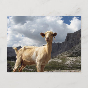 Ziege in den Bergen, Asturien, Spanien Postkarte
