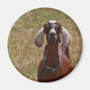 Ziege Magnet