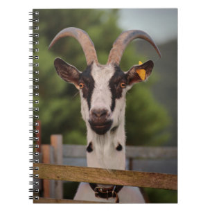 Ziege mit Horns Stehend gegen Zaun Notizblock