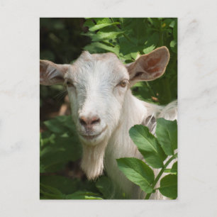 Ziege mit Kamera Postkarte