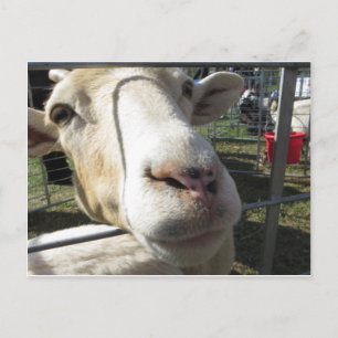 Ziege Nahaufnahme Postkarte