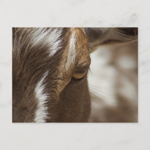 Ziege Postkarte