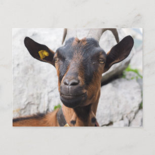 Ziege Postkarte