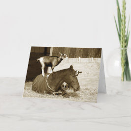 Ziege Stehend auf Pferd Karte