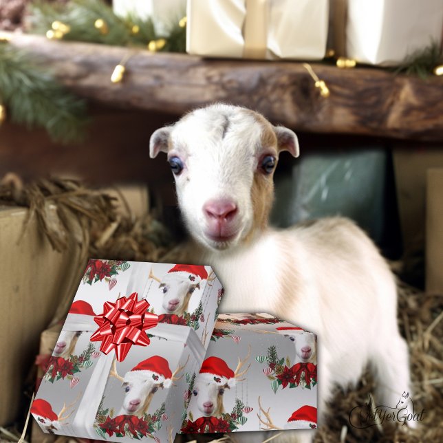 Ziege Weihnachten Adorable LaMancha Kind in Antler Geschenkpapier (Von Creator hochgeladen)