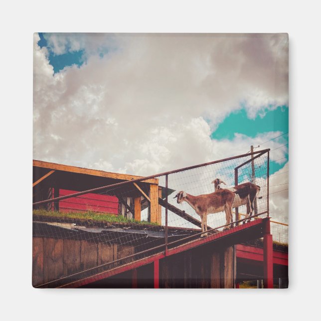 Ziegen auf dem Dach Magnet (Vorne)