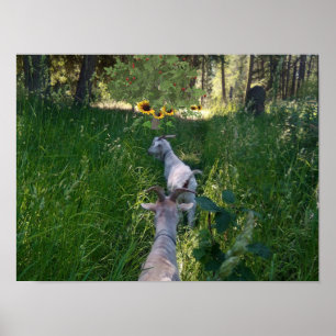 Ziegen auf der Weide mit viel Gras Poster