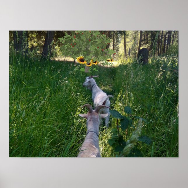 Ziegen auf der Weide mit viel Gras Poster (Vorne)
