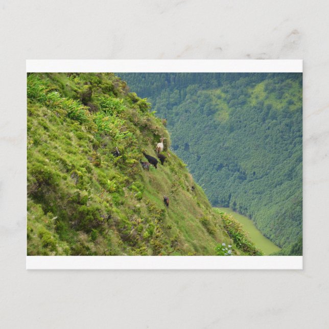 Ziegen auf einem sehr steilen Hang Postkarte (Vorderseite)