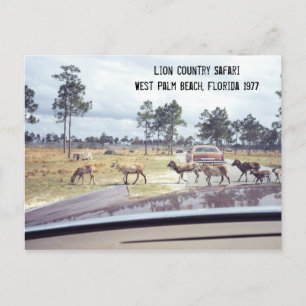 Ziegen Florida Safari Freizeitpark 1977 Postkarte