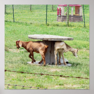 Ziegen Foto Poster