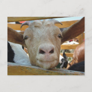 Ziegen-Hallo-Postkarte Postkarte