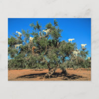 Ziegen in Bäumen Marokko