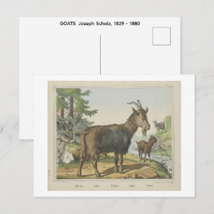 ZIEGEN  Joseph Scholz, 1829 - 1880   Postkarte