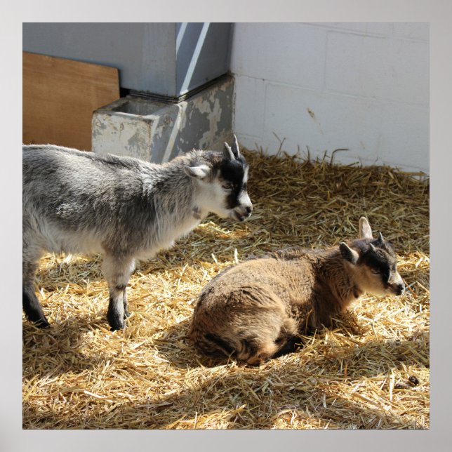 Ziegen Sonnenbaden Poster (Vorne)