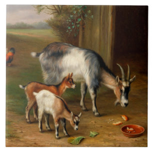 Ziegen und Hühner im Betrieb Fliese