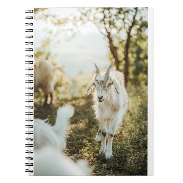 Ziegen und Ziegen (85) Notizblock (Vorderseite)