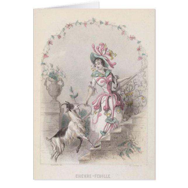 Ziegen-Unkraut-Blume (Vorne)