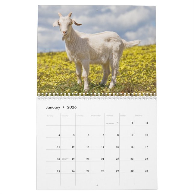 Ziegen-Wandkalender Kalender (Jan 2026)