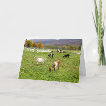 Ziegen-Weiden Vermont Foto Beileid
