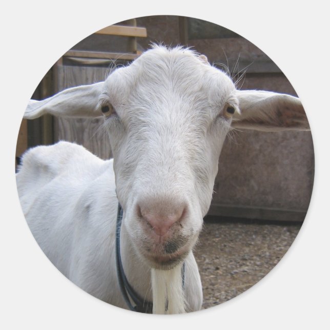 Ziegenaufkleber Runder Aufkleber (Vorderseite)