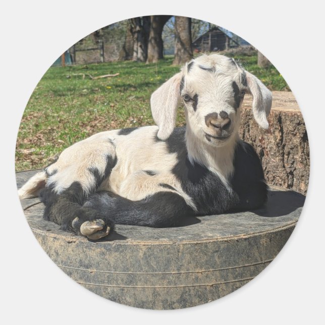 Ziegenaufkleber Set 6 Runder Aufkleber (Vorderseite)