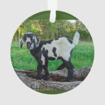 Ziegenbabylornament 2 Bilder