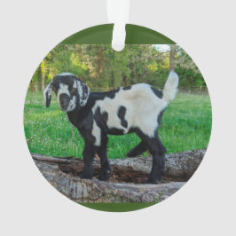 Ziegenbabylornament 2 Bilder Ornament