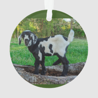 Ziegenbabylornament 2 Bilder Ornament