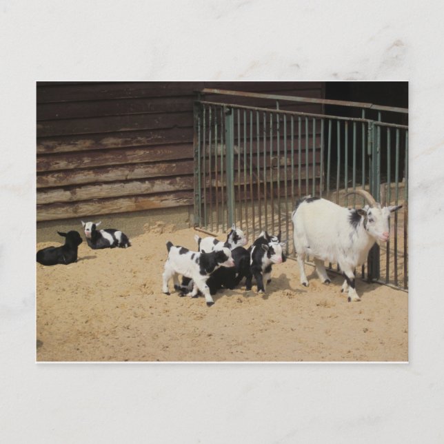 Ziegenfamilie Postkarte (Vorderseite)