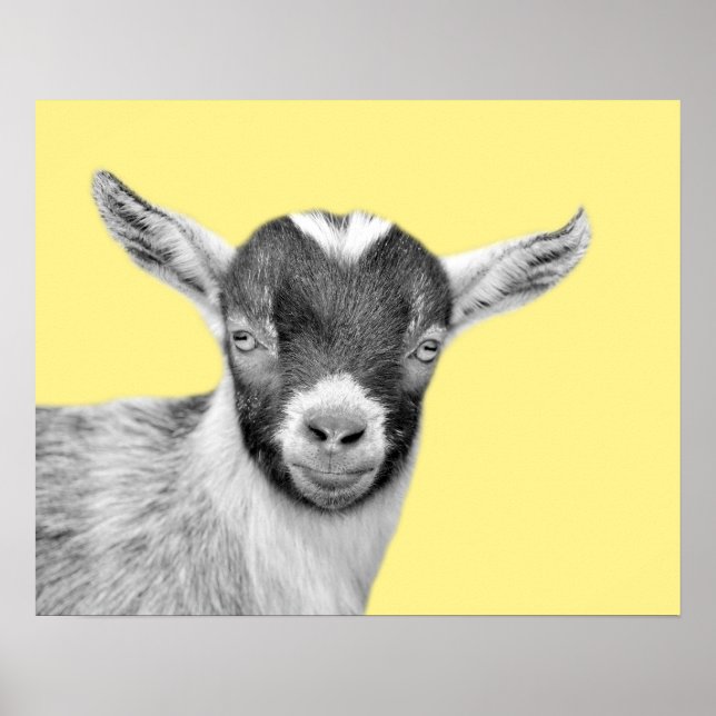 Ziegenhaltung Foto peekaboto schwarz-weiß Poster (Vorne)