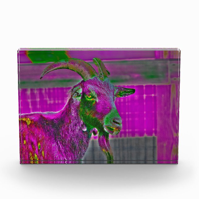 Ziegenkunst Fotoblock (Vorderseite)
