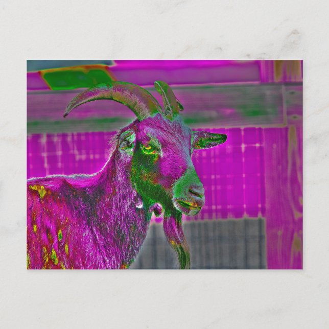 Ziegenkunst Postkarte (Vorderseite)