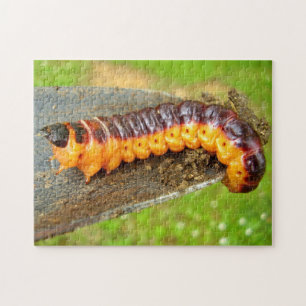 Ziegenmoth-Raupe-Foto Puzzle mit Geschenkboxen
