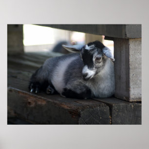 Ziegenposter Poster