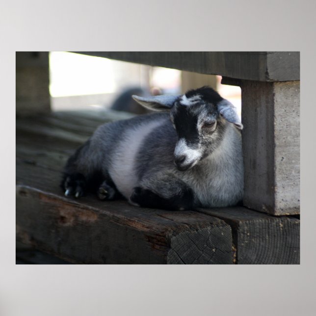 Ziegenposter Poster (Vorne)