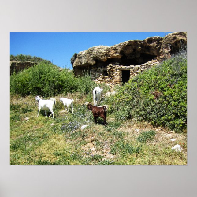 Ziegenrückstand Poster (Vorne)