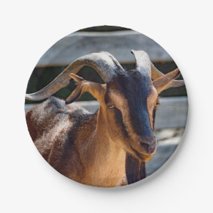 Ziegenschwarz Brawn Horns Tierisches Foto Pappteller