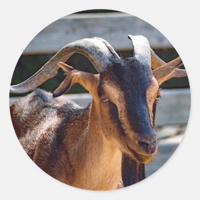 Ziegenschwarz Brawn Horns Tierisches Foto Runder Aufkleber (Vorderseite)
