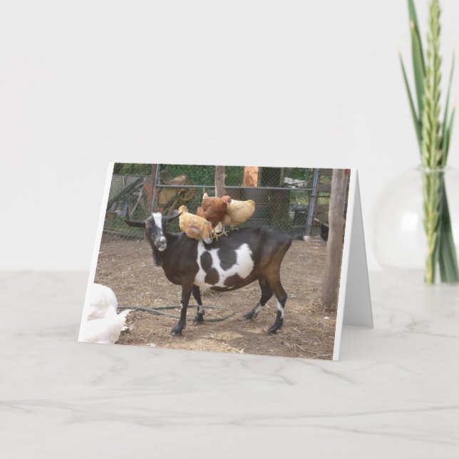 Ziegentaxi Karte (Vorderseite)