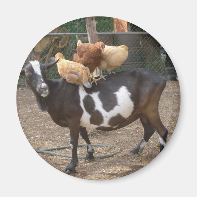 Ziegentaxi Magnet (Vorne)