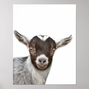 ZiegenVieh-Foto Peekaboo scherzt Raum Poster