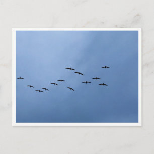 Ziehende Gänse in V-Formation Postkarte