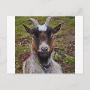 Zieht nah. postkarte