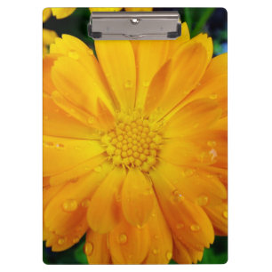 ziemlich volle Blüten Sommer gelbe Margerite Blume Klemmbrett