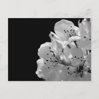 Zierbirne ... postkarte